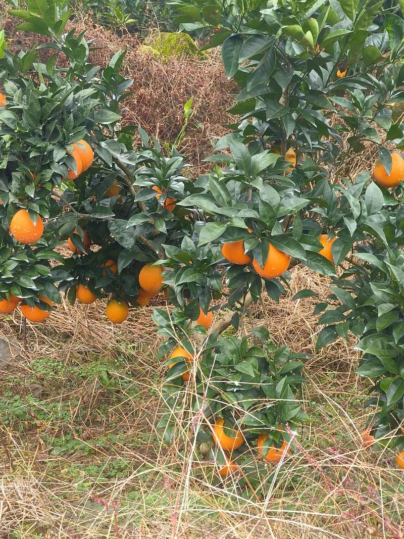 奉节脐橙大量有货支持代办代发全国，欢迎下单合作共赢
