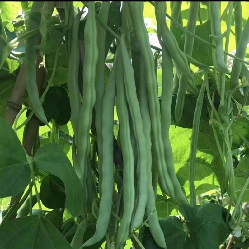 阿维斯绿美特U8架豆种子无筋肉厚纤维少不易鼓豆高产菜豆四