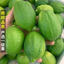 广东香水柠檬产地直供货源充足品质保证价格全国发货