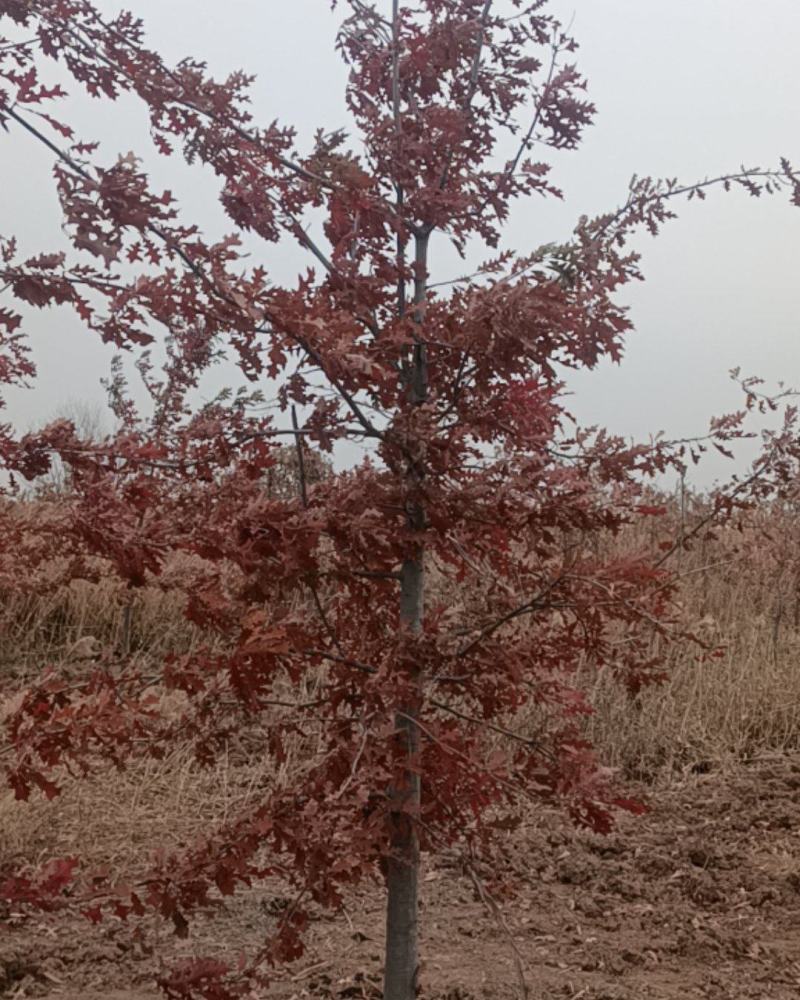 娜塔栎，沼生栎，树形美观，