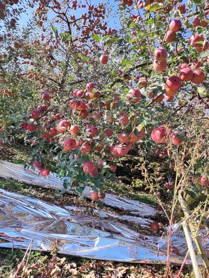 汉源苹果产地直销，规格齐全，对接电商和批发商