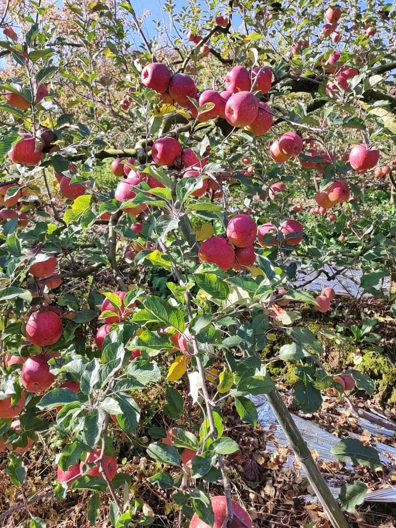 汉源苹果产地直销，规格齐全，对接电商和批发商
