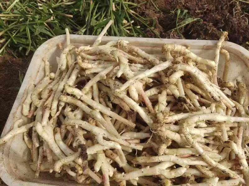 白芨与生姜并列摆放图