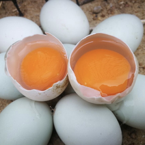 自家养殖厂的鸭蛋、每天都是新鲜的