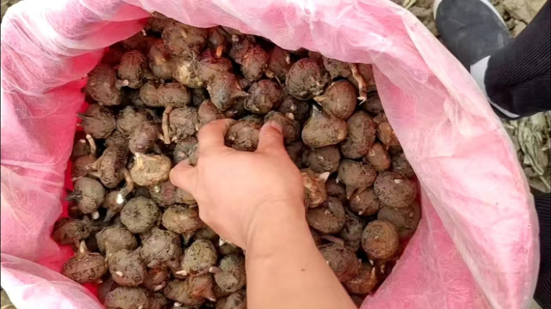 【牛】广西毛马蹄，荸荠大量上市，脆甜多汁，产地直发，欢迎咨询