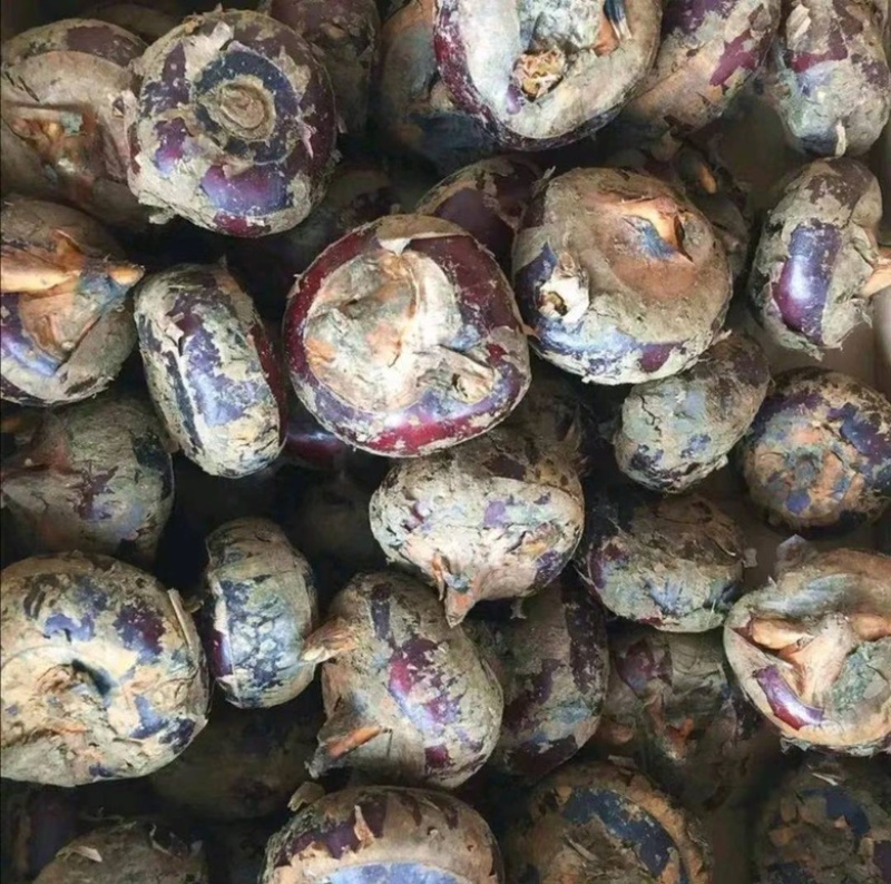【牛】广西毛马蹄，荸荠大量上市，脆甜多汁，产地直发，欢迎咨询