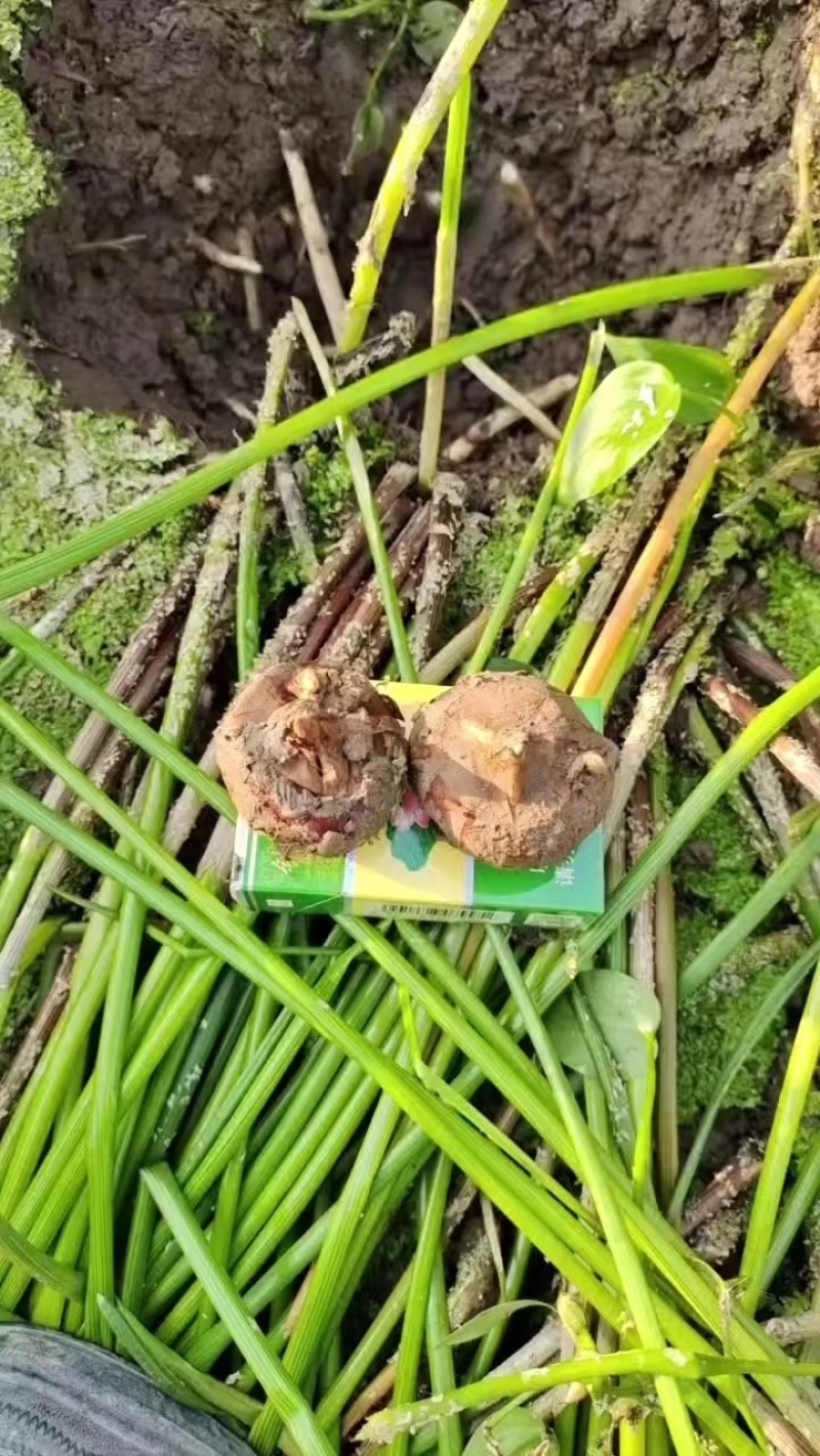 【牛】广西毛马蹄，荸荠大量上市，脆甜多汁，产地直发，欢迎咨询