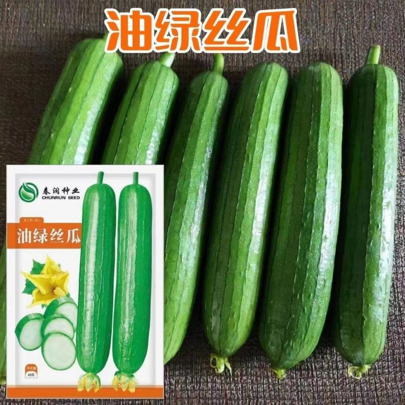 油绿丝瓜短油皮一代杂交丝瓜种子高产抗病春秋油亮丝瓜大田用