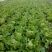 大白菜净菜7斤以上，产地直发，量大从优，欢迎来电咨询
