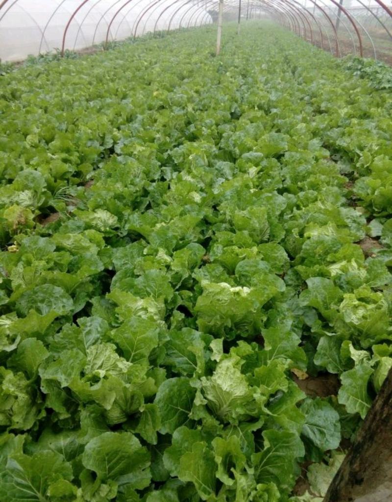 大白菜净菜7斤以上，产地直发，量大从优，欢迎来电咨询