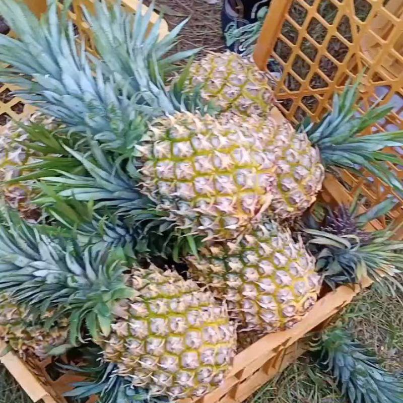 徐闻县一手货源巴厘菠萝，量大从优新鲜水果产地直发，货源充