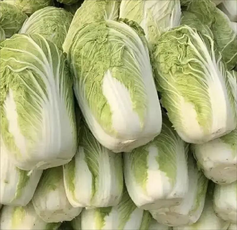 成熟期的青杂三号白菜整齐排列,叶片深绿有光泽,叶球呈炮弹形且顶部闭合良好,显示优良的包心状态和群体一致性,背景为典型北方秋季农田环境 青杂三号白菜成熟期田间长势照片