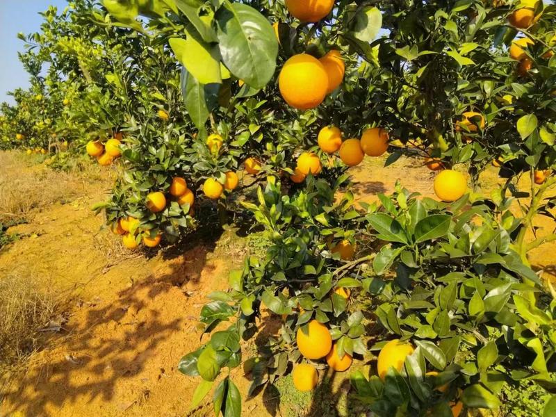 【热卖】精品纽荷尔脐橙产地直发一手货源电商品质量大从优