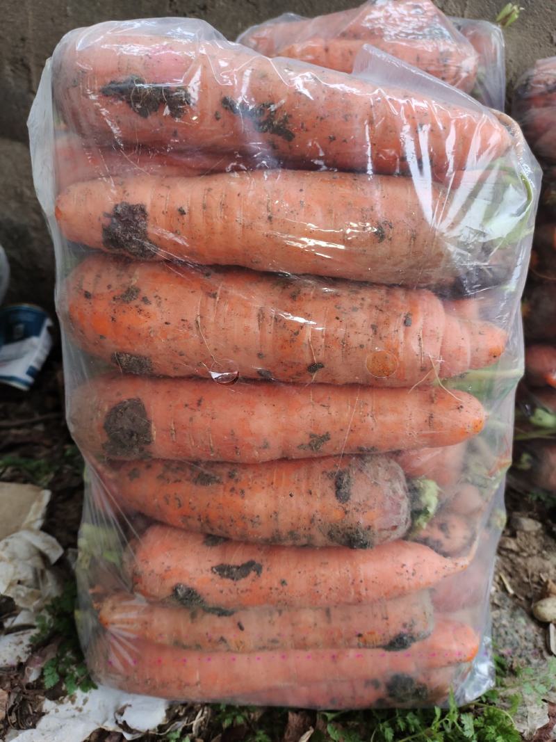 红萝卜基地大量出售