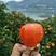 纽荷尔脐橙，长虹，圆红雪橙，九月红果冻橙产地直发