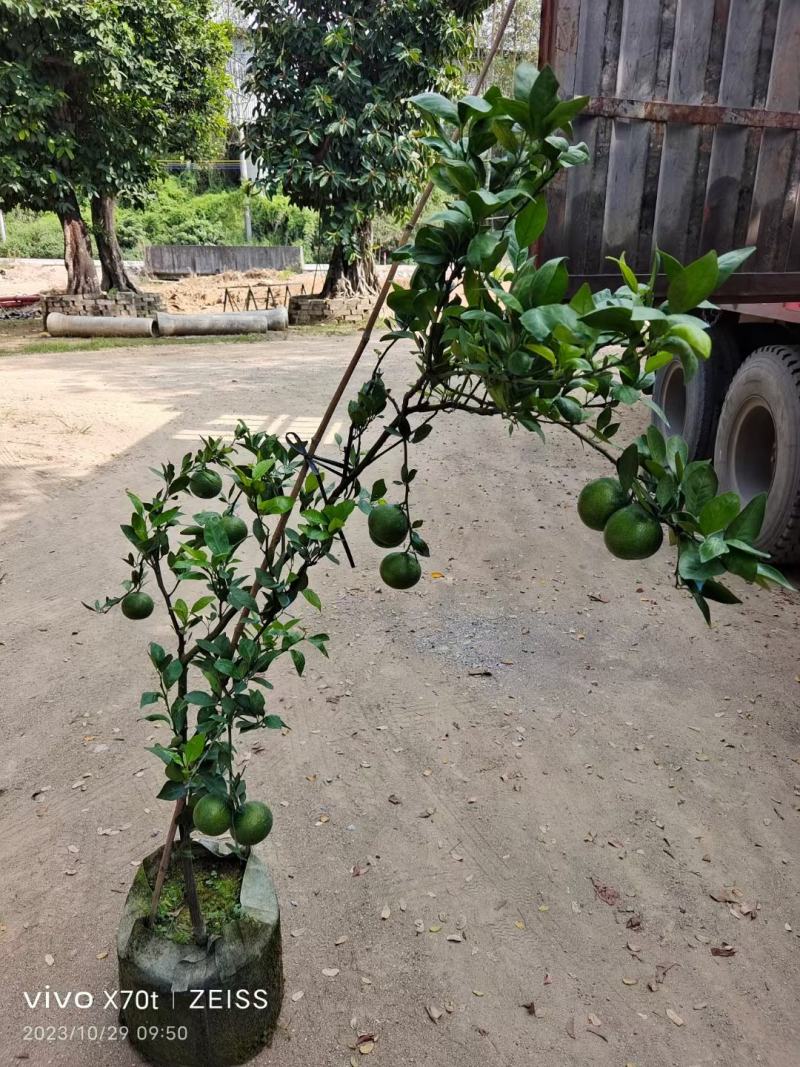 各种规格皇帝柑大量出售，