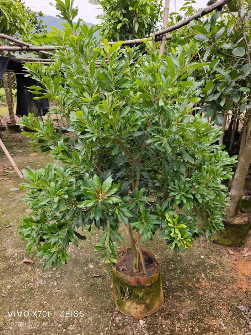 东魁杨梅