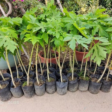 大量木瓜苗出售