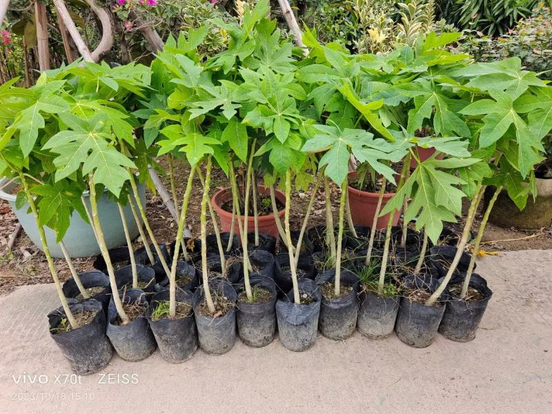 大量木瓜苗出售