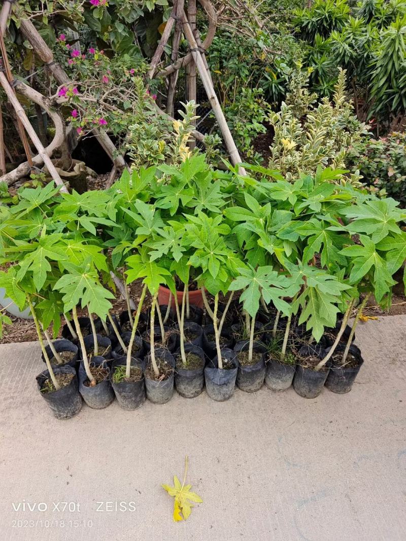 大量木瓜苗出售