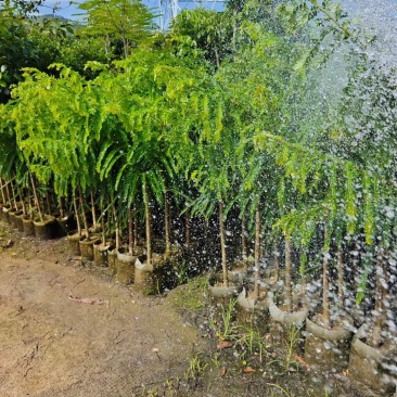 甜油甘苗