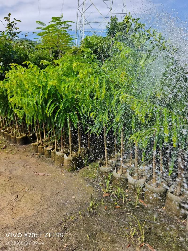 甜油甘苗