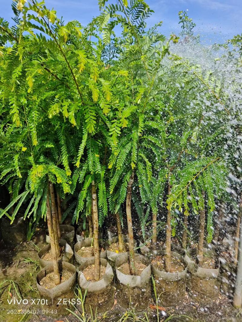 甜油甘苗