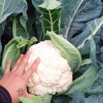 热卖四川精品散花菜，松花菜，小米花，有机花菜，基地直发，