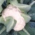 热卖四川散花菜，松花菜，小米花，有机花菜，基地直发