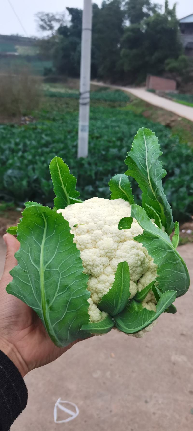 热卖四川散花菜，松花菜，小米花，有机花菜，基地直发
