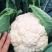 热卖四川散花菜，松花菜，小米花，有机花菜，基地直发