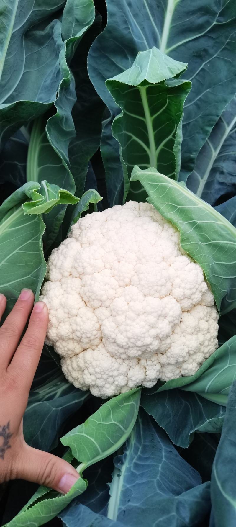 热卖四川散花菜，松花菜，小米花，有机花菜，基地直发