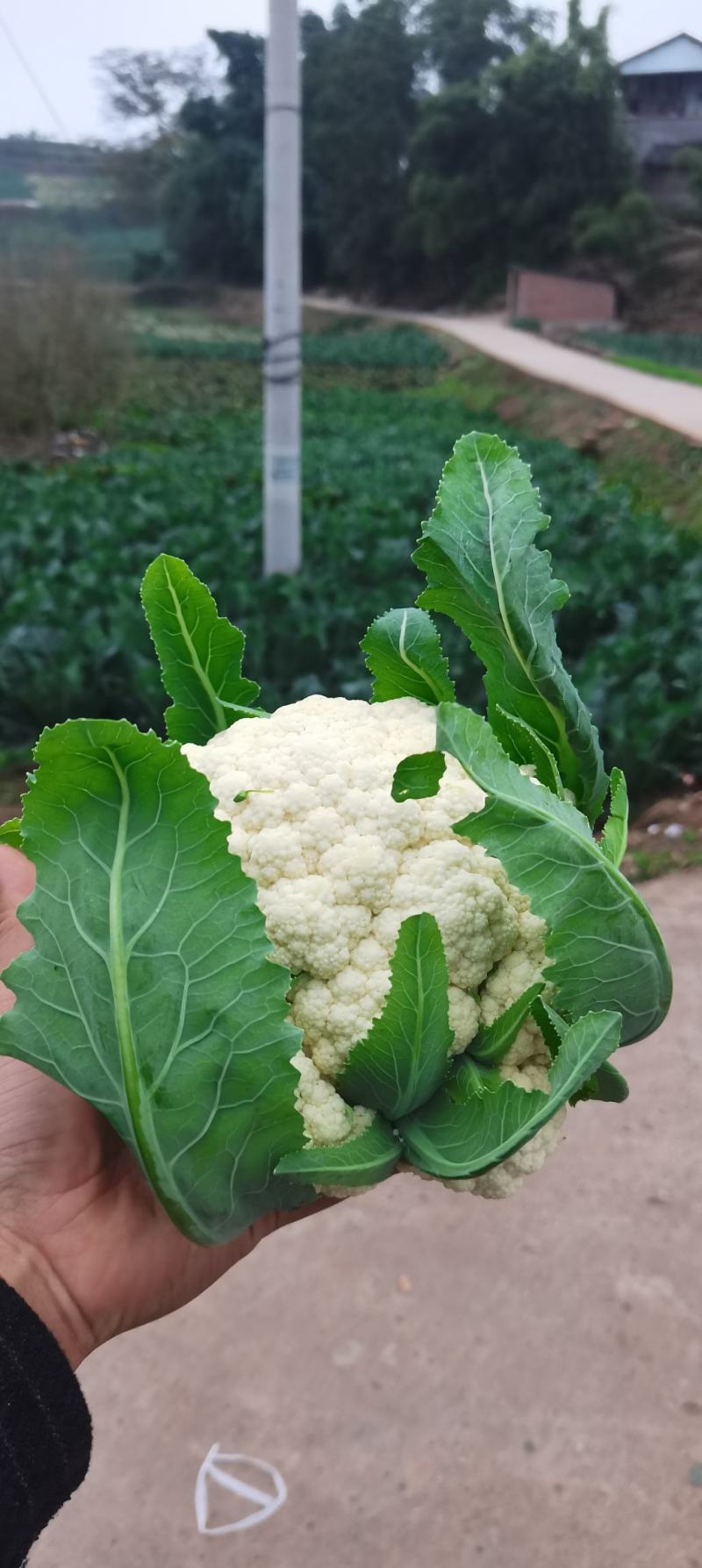 热卖四川散花菜，松花菜，小米花，有机花菜，基地直发