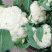 热卖四川散花菜，松花菜，小米花，有机花菜，基地直发