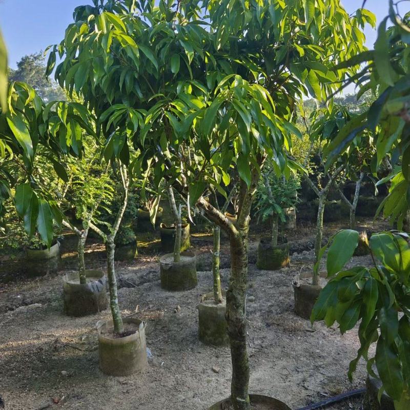 大量糯米糍荔枝
