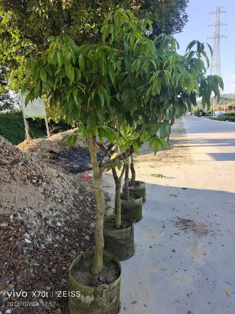 大量糯米糍荔枝