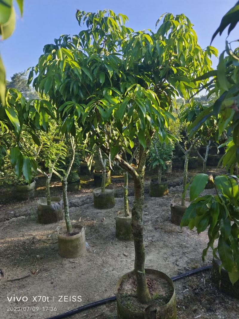 大量糯米糍荔枝