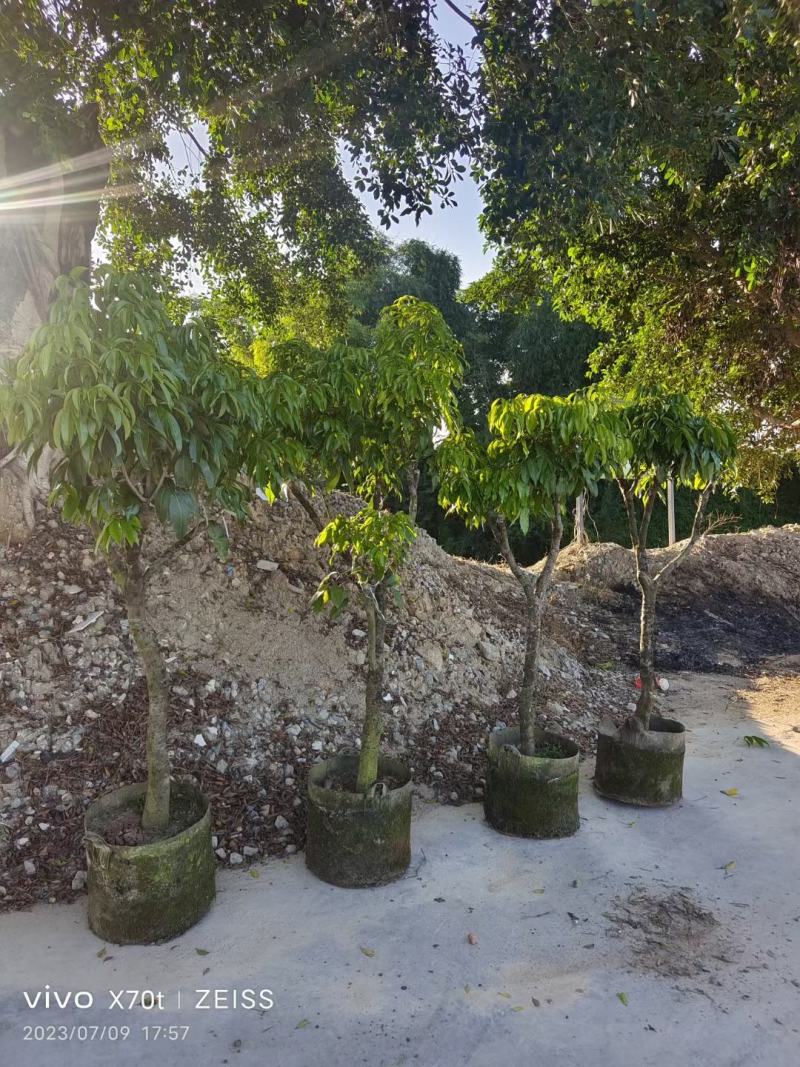 大量糯米糍荔枝