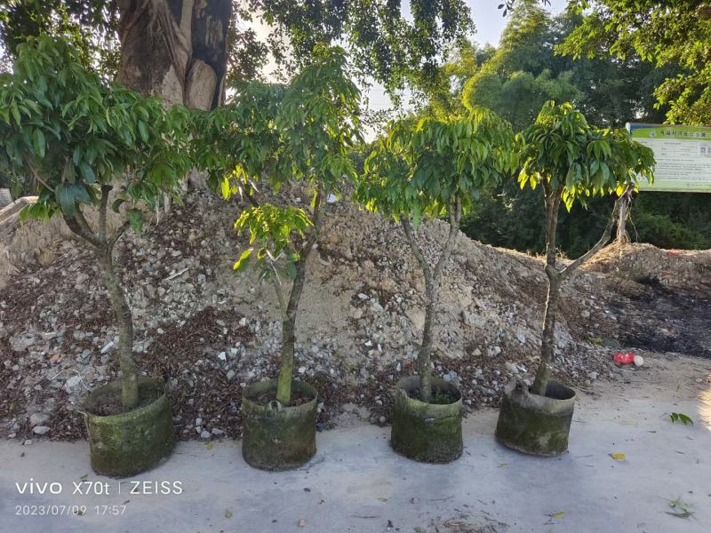 大量糯米糍荔枝