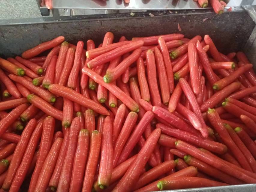 水果萝卜红色品种红玉在市场销售场景图