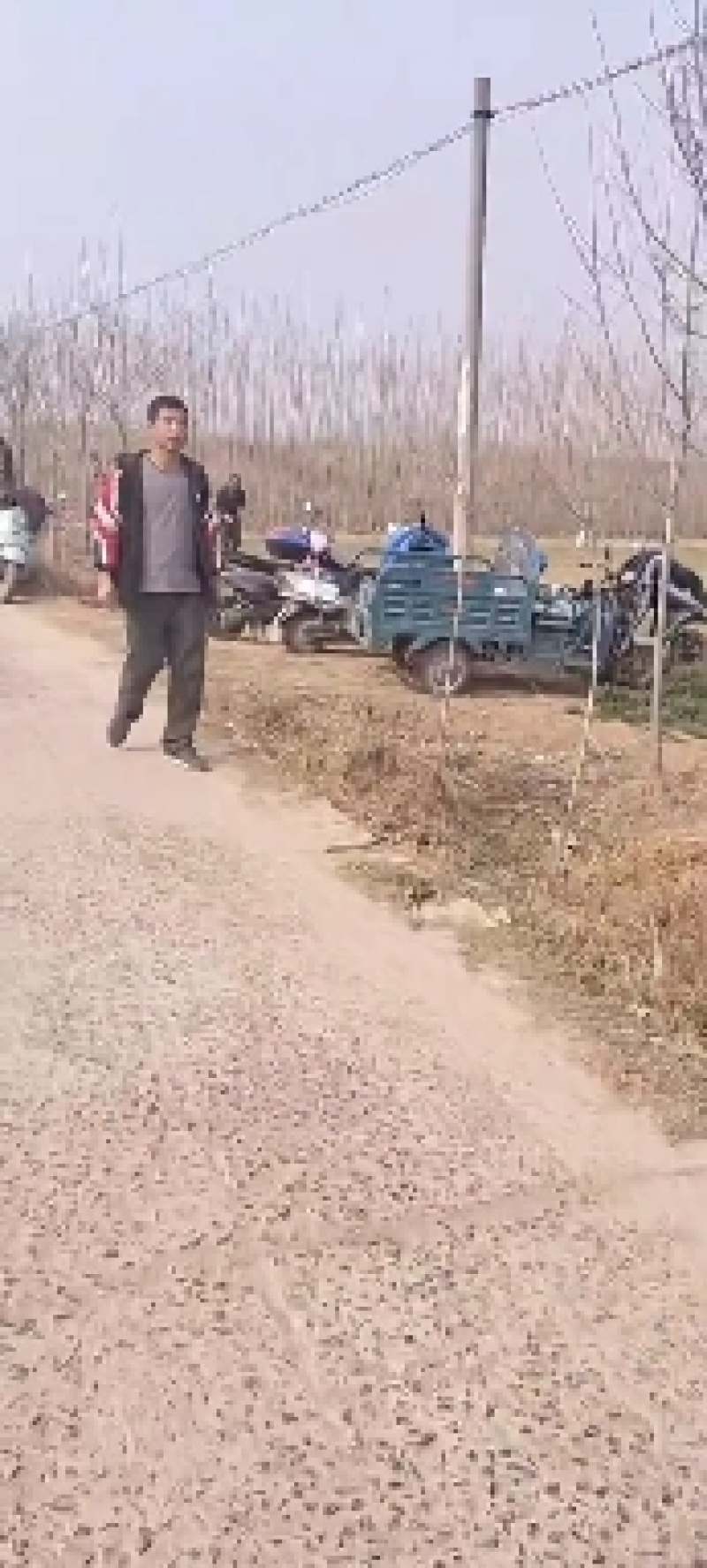杨树苗大量批发，品种齐全，规格齐全，一公分到五公分。