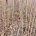 杨树苗大量批发，品种齐全，规格齐全，一公分到五公分。