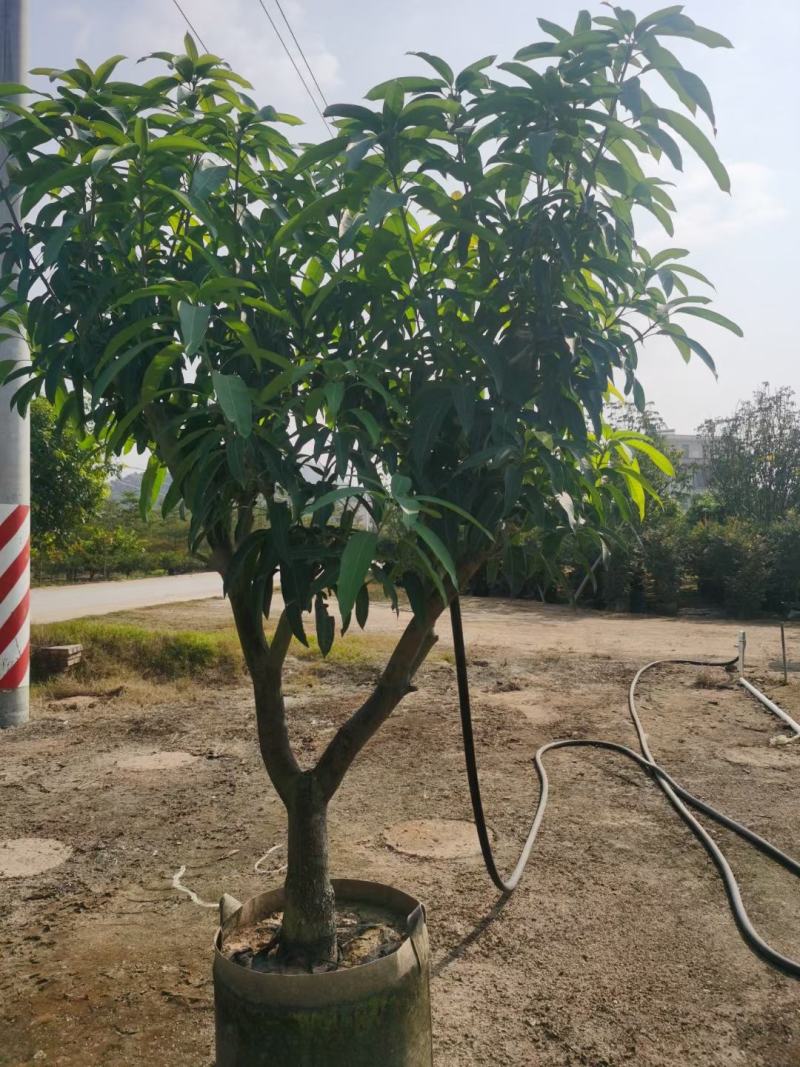 大量金煌芒