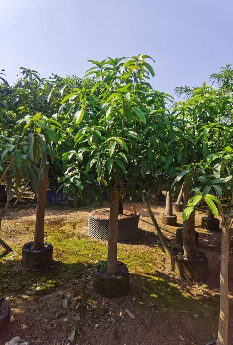 大量金煌芒