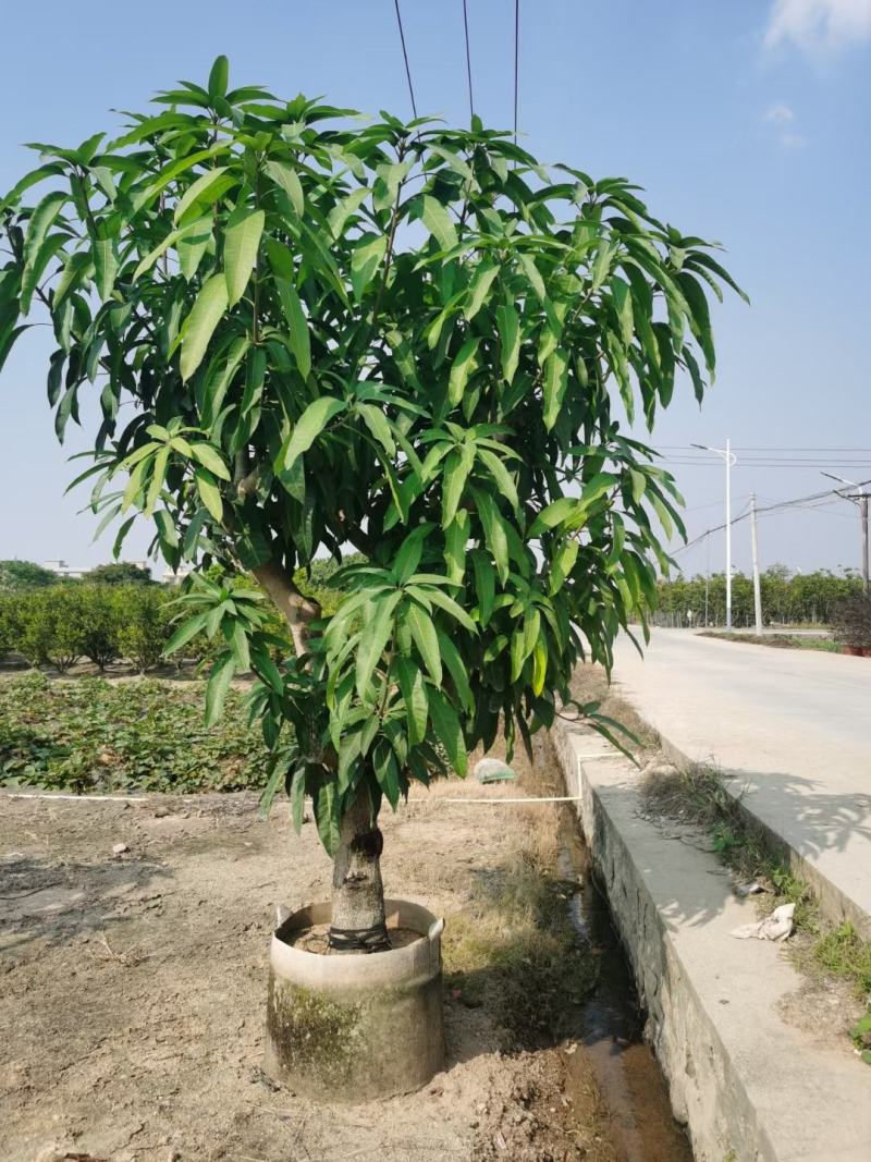 大量金煌芒