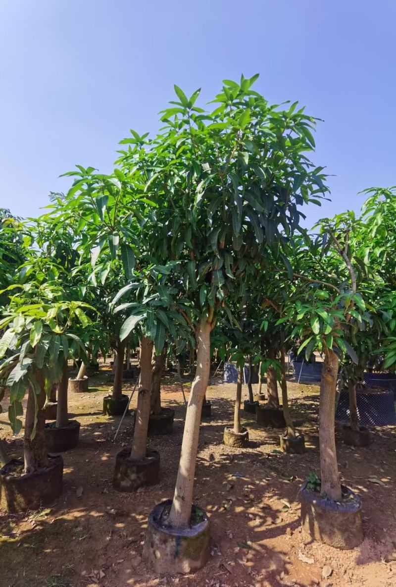 大量金煌芒