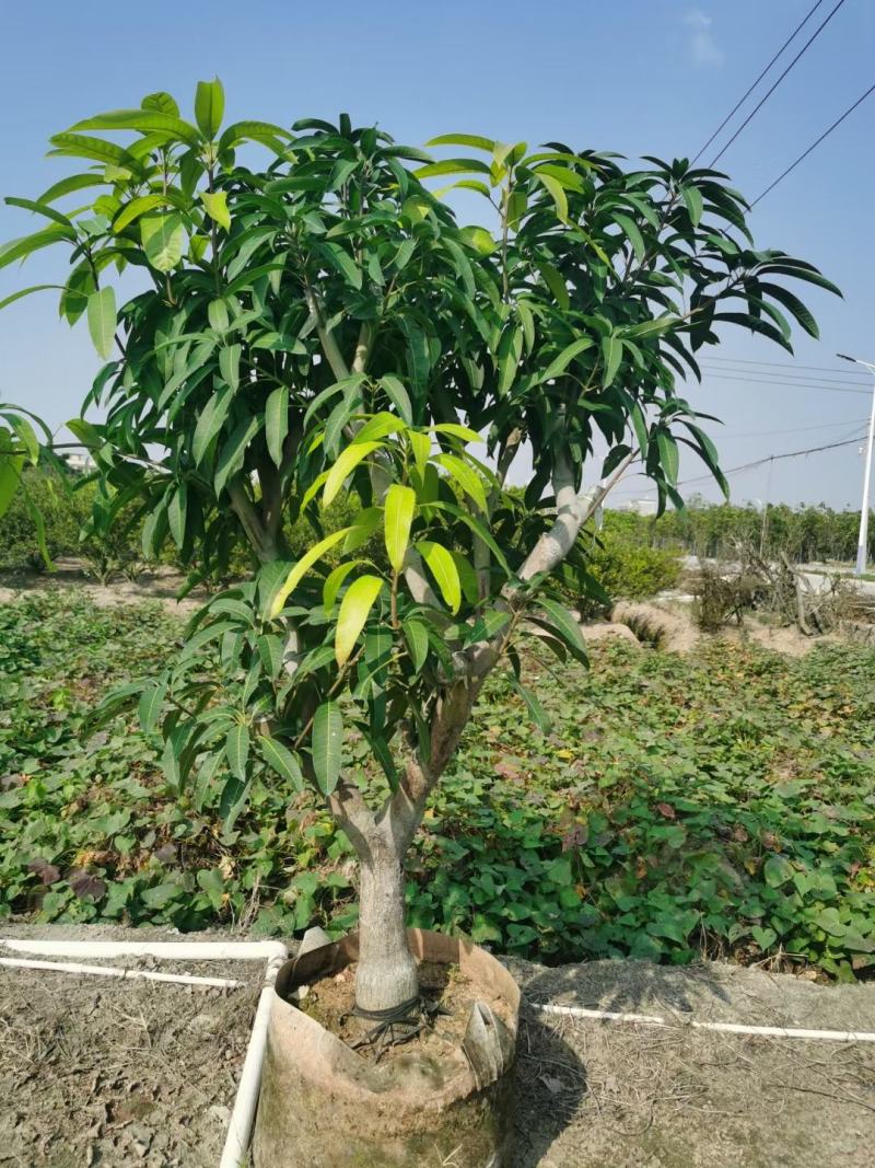 大量金煌芒