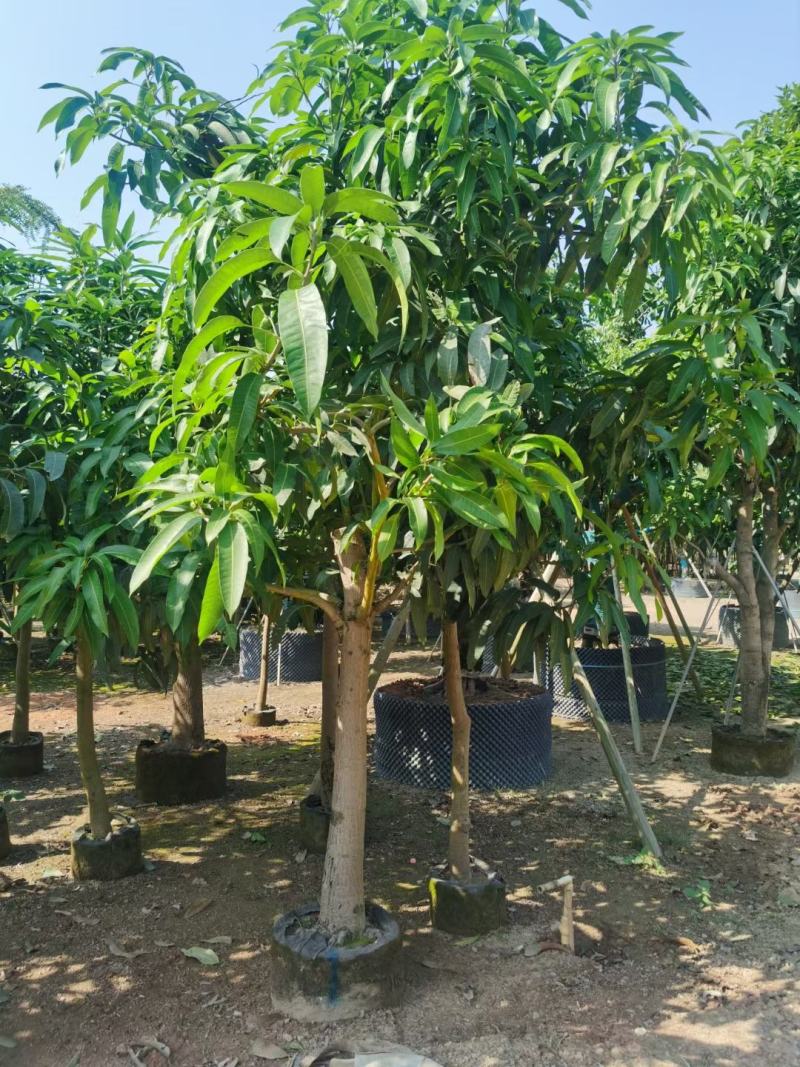 大量金煌芒