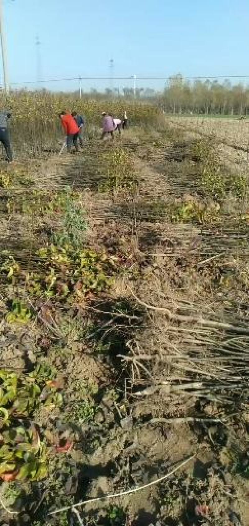 梨树苗大量批发，规格齐全，品种齐全，0.8到2公分。