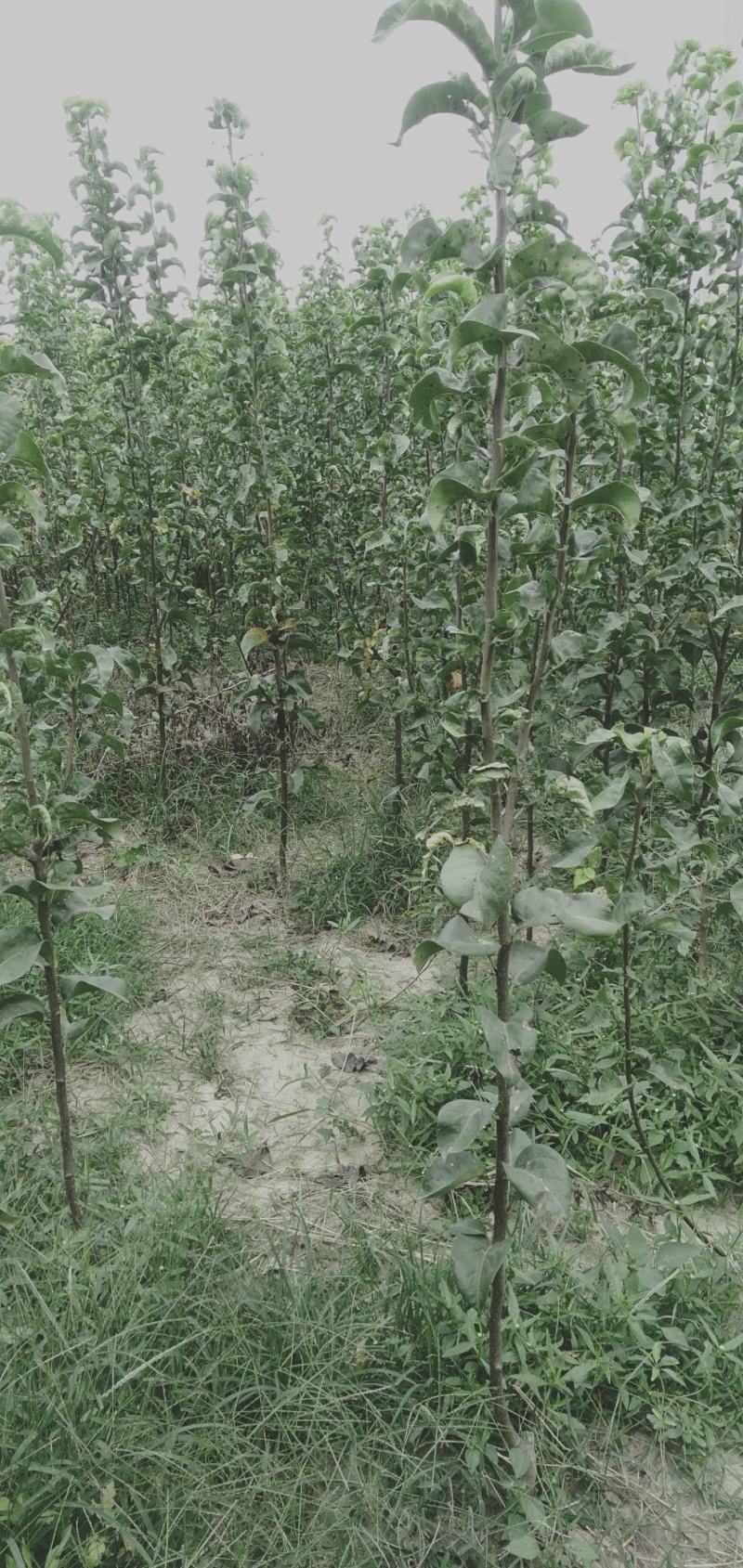 梨树苗大量批发，规格齐全，品种齐全，0.8到2公分。
